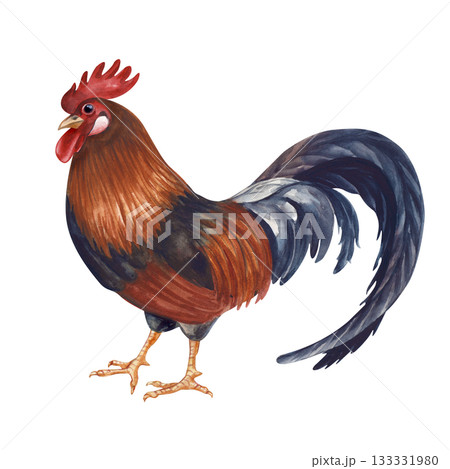 A standing multicoloured rooster. Isolated watercolor illustration. Poultry yard bird clip art in natural colors. Realistic cock for eco-friendly product design and farming themes. 133331980