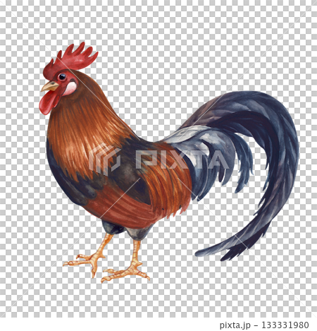 A standing multicoloured rooster. Isolated watercolor illustration. Poultry yard bird clip art in natural colors. Realistic cock for eco-friendly product design and farming themes. 133331980