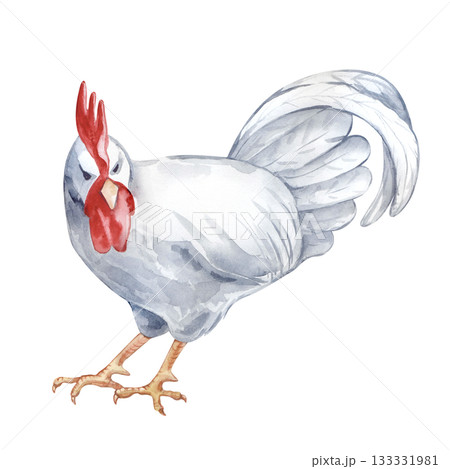 A standing white rooster. Isolated watercolor illustration. Poultry yard bird clip art in natural colors. Realistic cock for eco-friendly product design and farming themes. 133331981