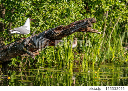 Waterfowl, young gulls perched on dead trees against a background of reeds, Selective focus 133332063
