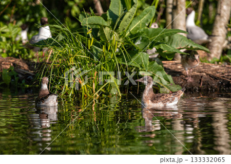 Waterfowl, young gulls perched on dead trees against a background of reeds, Selective focus 133332065