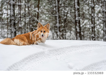 Welsh Corgi Pembroke on a walk in a beautiful winter forest 133332069