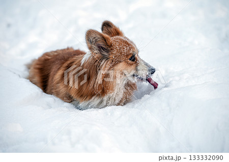 welsh corgi pembroke plays in the white snow 133332090