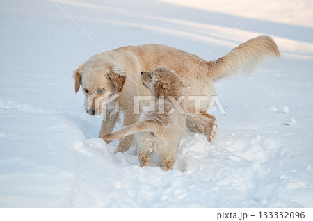 two golden retrievers run and play in the snow two golden retrievers run and play in the snow 133332096