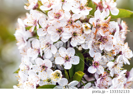 cherry blossom in the garden, white flowers bloom in the trees, soft focus, closeup 133332133