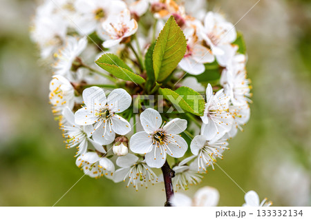 cherry blossom in the garden, white flowers bloom in the trees, soft focus, closeup 133332134