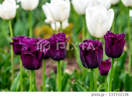 beautiful colorful tulips blooming in garden with blurry sunset nature landscape background beautiful colorful tulips blooming in garden with blurry sunset nature landscape background 133332136