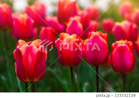 Close up of red tulips flowers with green leaves in the park outdoor, soft focus, bokeh Close up of red tulips flowers with green leaves in the park outdoor, soft focus, bokeh 133332139