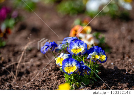 flower bed with colorful pansies in the spring morning sun, closeup, selective focus 133332148