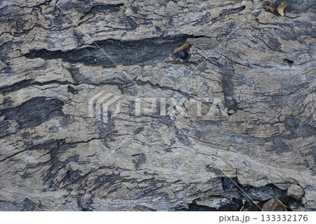 朽ちた木の表面　 133332176