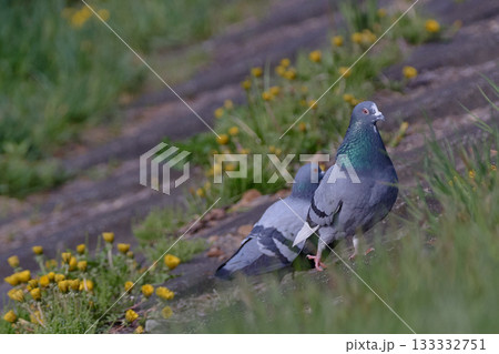 ドバト カワラバト ドバト カワラバト 133332751