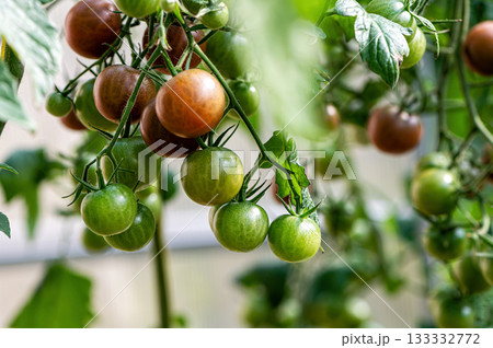 bunches of ripe tomatoes in a greenhouse, tomatoes ripen on a branch in the hothouse, closeup bunches of ripe tomatoes in a greenhouse, tomatoes ripen on a branch in the hothouse, closeup 133332772