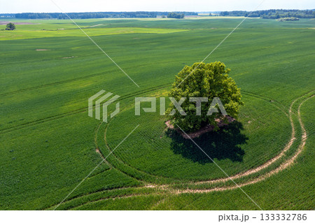 aerial view of single tree in agricultural field, a lone tree in a green field aerial view of single tree in agricultural field, a lone tree in a green field 133332786