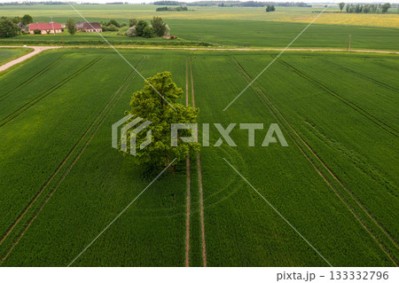 aerial drone view on tree in the middle of a green agricultural field, concept of agrarian industry 133332796