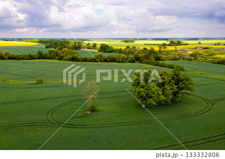 aerial view on several large trees in the middle of a striped agricultural field aerial view on several large trees in the middle of a striped agricultural field 133332806