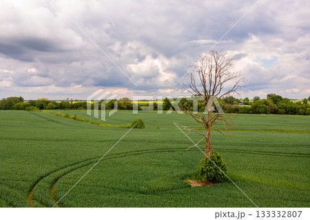 rural landscape before the storm, withered tree in the middle of a agricultural field, drone photo rural landscape before the storm, withered tree in the middle of a agricultural field, drone photo 133332807