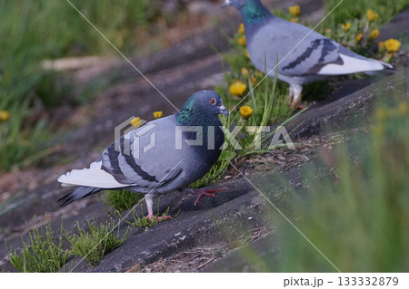 ドバト　カワラバト 133332879