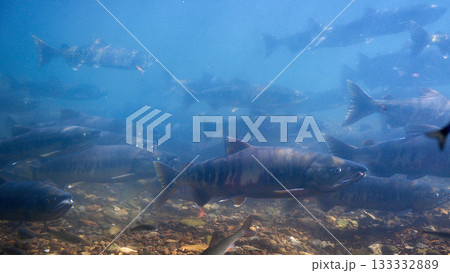 サケ　遡上　千歳川（サケのふるさと　千歳水族館） 133332889