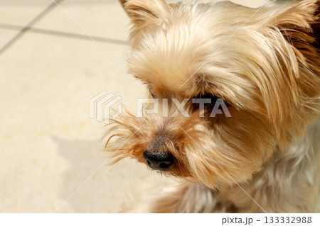 Small dog relaxes and enjoys warm sunlight in a pleasant area Small dog relaxes and enjoys warm sunlight in a pleasant area 133332988