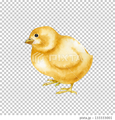 Yellow chick is hand-drawn. Standing poultry yard bird clip art in natural colors. Realistic little fluffy chicken for farm theme design and Easter celebration. Yellow chick is hand-drawn. Standing poultry yard bird clip art in natural colors. Realistic little fluffy chicken for farm theme design and Easter celebration. 133333001