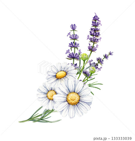 Chamomile with lavender flowers decor element vintage style watercolor illustration. Hand drawn lavender stems and chamomile blossoms floral decoration element isolated on white background 133333039