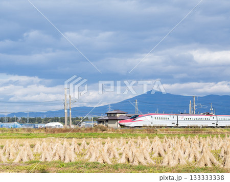 【秋田新幹線】秋の田園地帯を走行する特急こまち 133333338