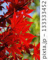 真っ赤な紅葉 133333452