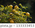 たわわに実った柚子 133333453