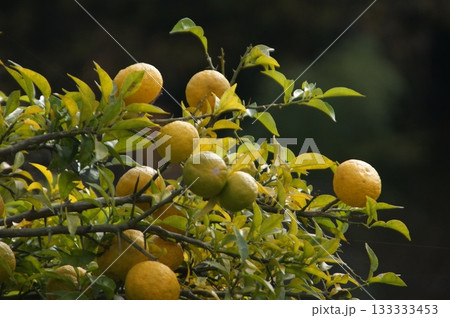 たわわに実った柚子 133333453