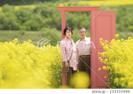 満開の菜の花畑を観光するシニアの夫婦(強レタッチver) 満開の菜の花畑を観光するシニアの夫婦(強レタッチver) 133333499