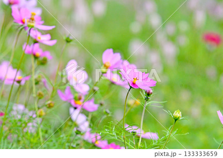 植物・コスモス　キク科 133333659
