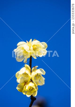 早春に咲くロウバイの花 133333678