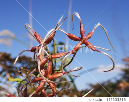 秋晴れにセンニンソウの実 133333816