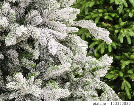 Frosted Christmas tree branches create a winter wonderland feel for holiday celebrations and decorations in homes and public spaces Frosted Christmas tree branches create a winter wonderland feel for holiday celebrations and decorations in homes and public spaces 133333880