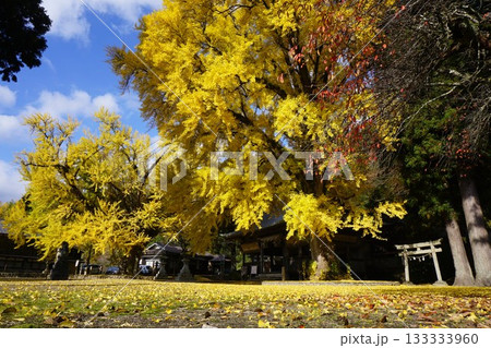 岡山県真庭市蒜山にある「福田神社」：イチョウ黄葉の頃 133333960