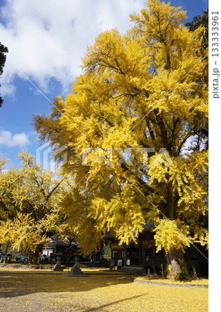 岡山県真庭市蒜山にある「福田神社」：イチョウ黄葉の頃 133333961
