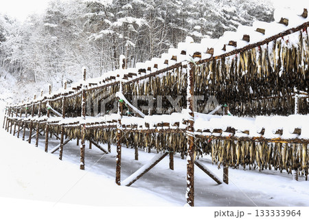 The pollack is drying in the winter wind. Gangwon-do, Hwangtae Deokjang The pollack is drying in the winter wind. Gangwon-do, Hwangtae Deokjang 133333964