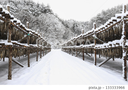 The pollack is drying in the winter wind. Gangwon-do, Hwangtae Deokjang 133333966