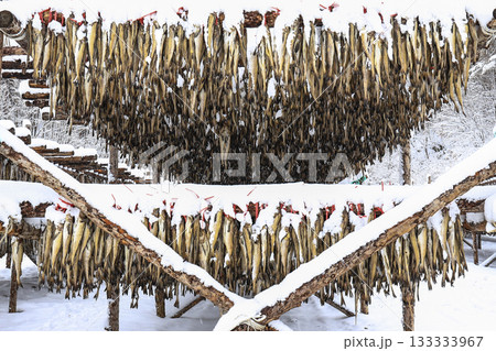 The pollack is drying in the winter wind. Gangwon-do, Hwangtae Deokjang 133333967