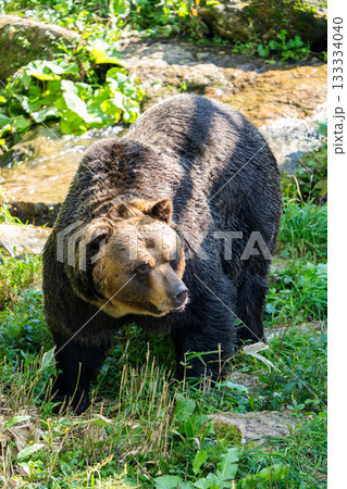 【北海道・サホロリゾート・ベアマウンテン】エゾヒグマ 133334040