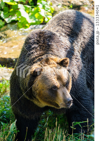 【北海道・サホロリゾート・ベアマウンテン】エゾヒグマ 133334041