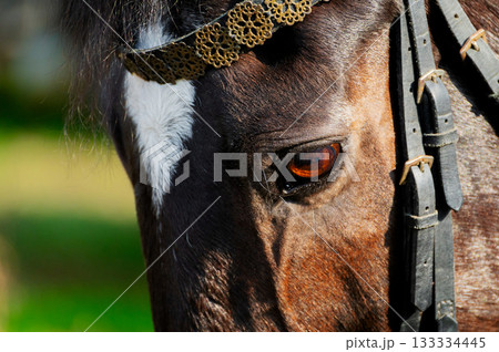 A close-up of a brown horse's face. The shiny black coat of a black horse. A close-up of a horse's gaze. A close-up of a brown horse's face. The shiny black coat of a black horse. A close-up of a horse's gaze. 133334445