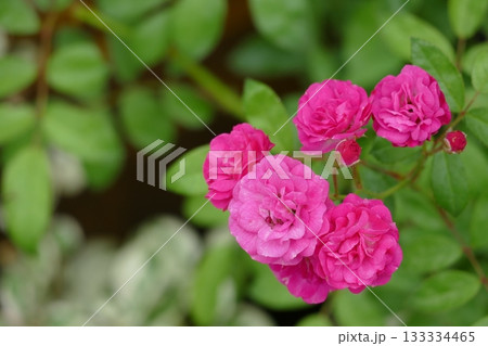 Beautiful pink roses blooming in the garden on sunny day Beautiful pink roses blooming in the garden on sunny day 133334465