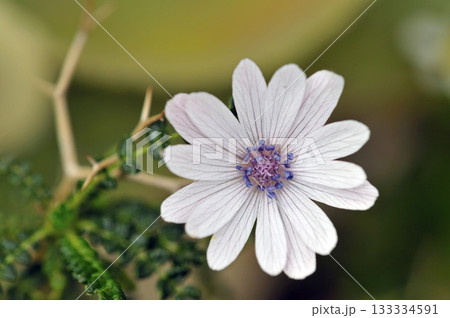 Anemone heldreichii, endemic of Cretan area Anemone heldreichii, endemic of Cretan area 133334591