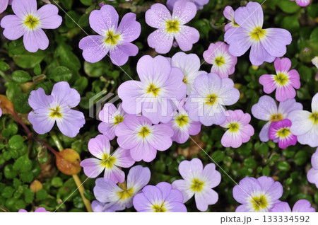 Flexuous Stock (Malcomia flexuosa), Crete 133334592