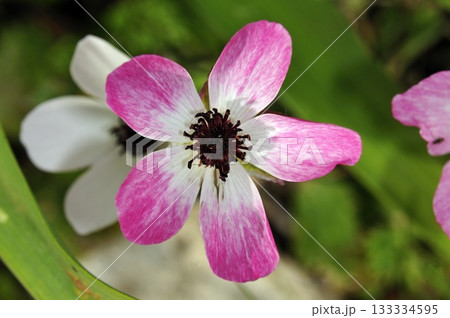 Persian buttercup (Ranunculus asiaticus), Crete 133334595