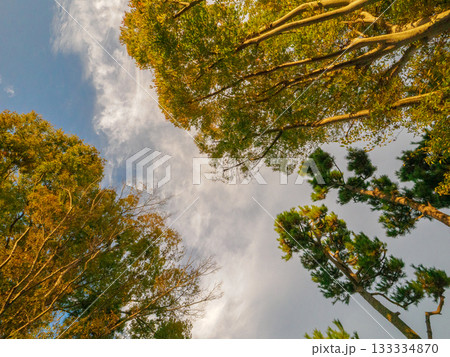 秋空を見上げる森の樹々 Forest View 133334870