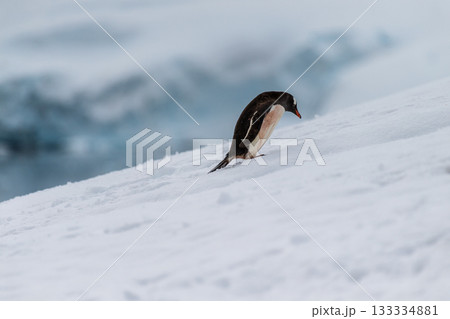 Gentoo colony at Danco Island 133334881