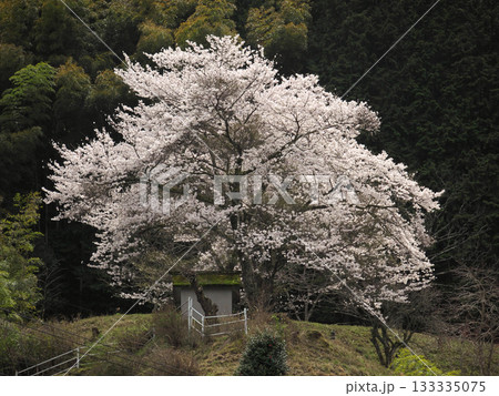 桜のある山の風景 桜のある山の風景 133335075