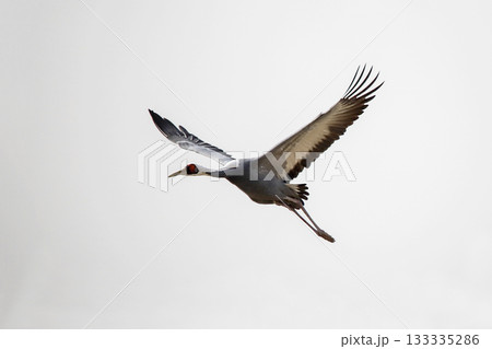 Cranes flying over the river. Cheorwon-gun, Korea Cranes flying over the river. Cheorwon-gun, Korea 133335286